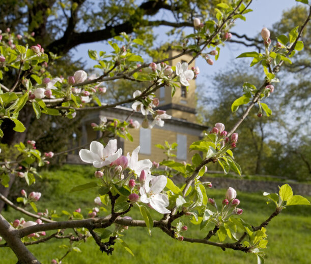 Park Großkühnau, Weinbergschloss